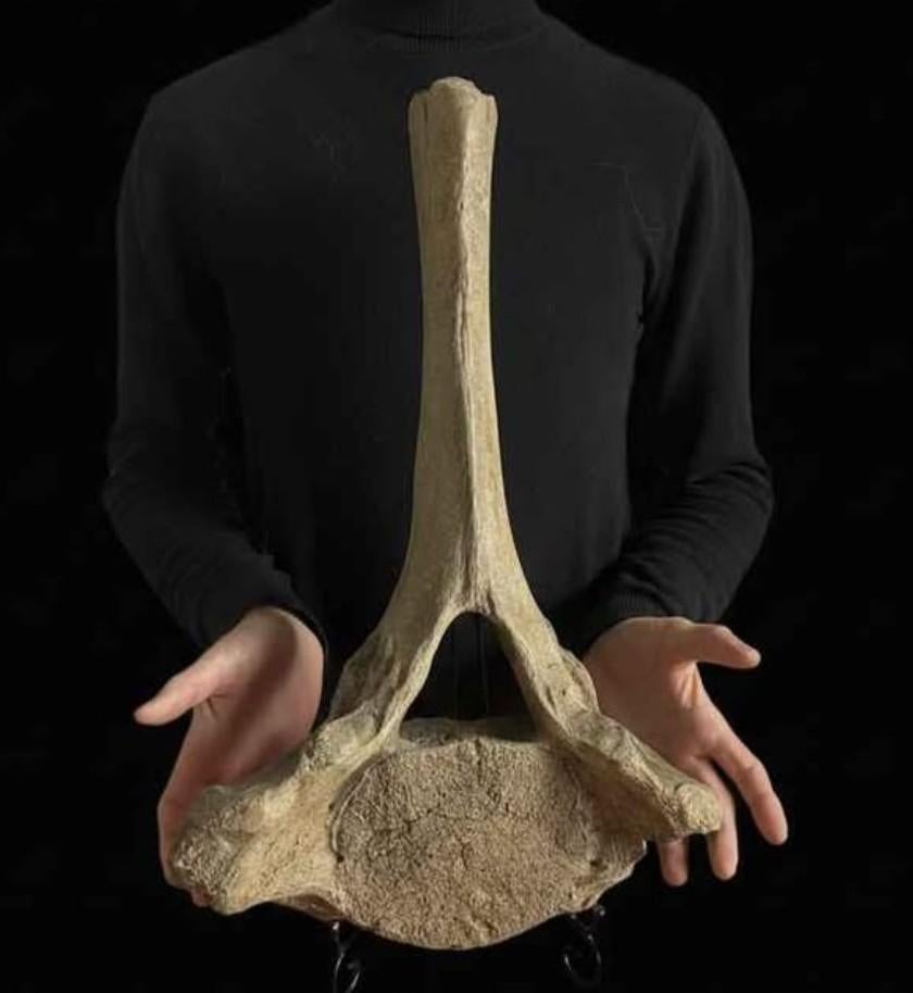 Énorme Vertèbre de Mammouth Laineux