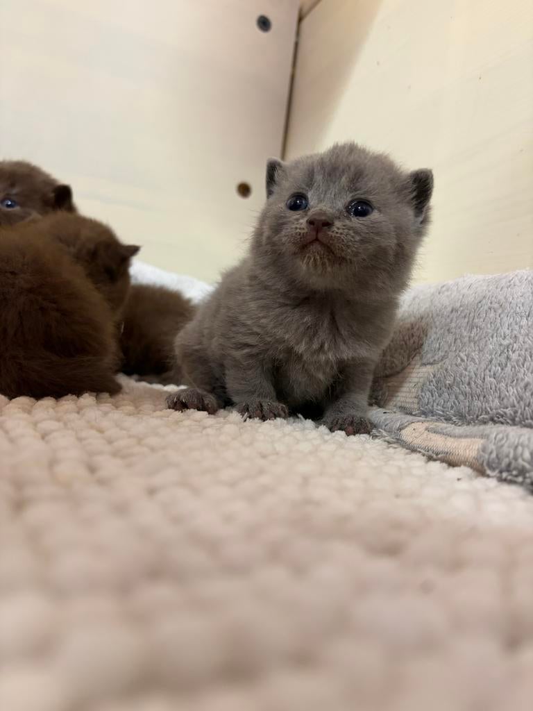 Britse korthaar kitten, Dieren en Toebehoren, Katten en Kittens | Raskatten | Korthaar, Kater, Gechipt, 0 tot 2 jaar