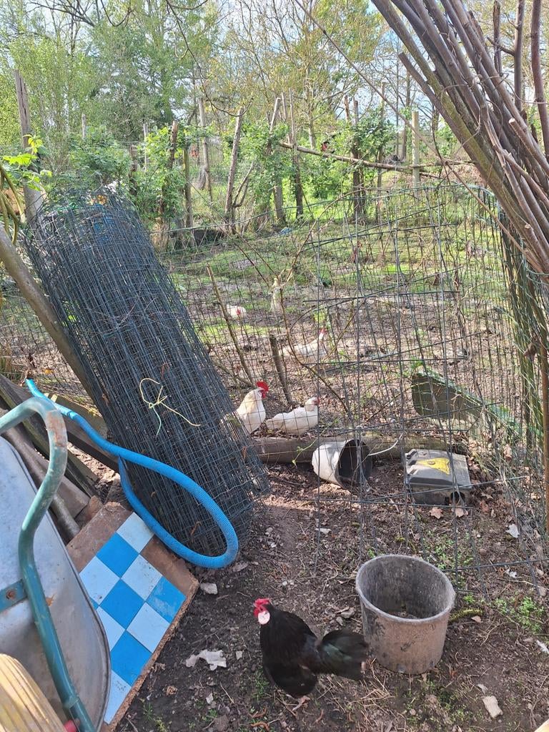 Wrauven kalkoen te koop, Dieren en Toebehoren, Kalkoen