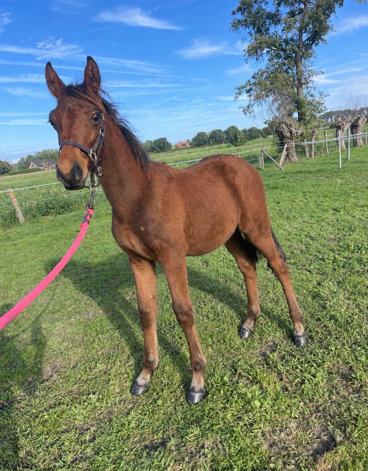 BWP veulen van JENSON van ‘t Meulenhof Z, Dieren en Toebehoren, Springpaard, Met stamboom, 0 tot 2 jaar, Hengst
