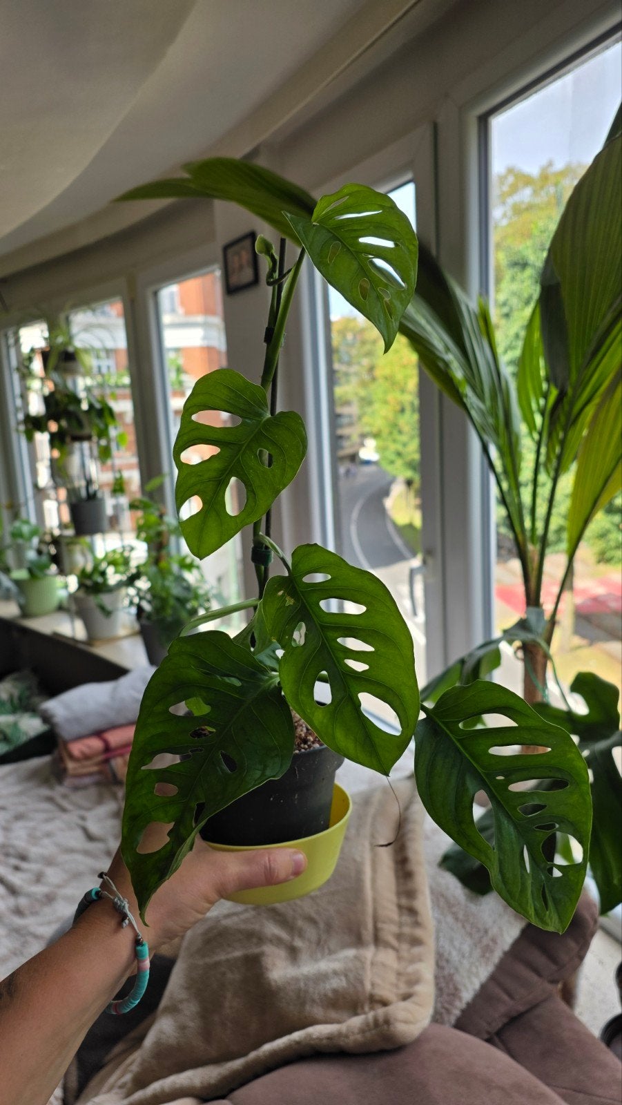 Bouture Monstera Monkey, Enlèvement, Autres espèces