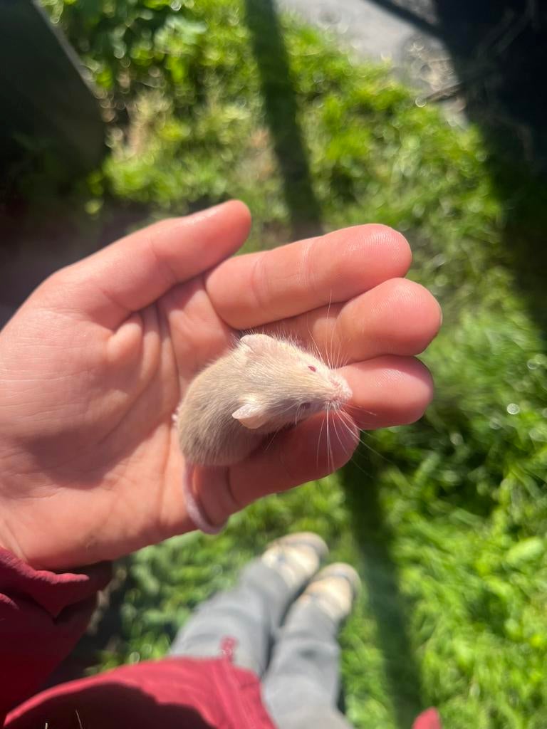 Zeldzame kleur muizen, Dieren en Toebehoren, Reptielen en Amfibieën, Overige soorten, Tam, 0 tot 2 jaar