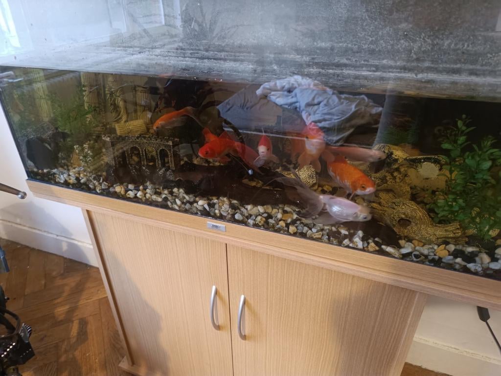 Très bon aquarium complet avec tous, Enlèvement ou Envoi