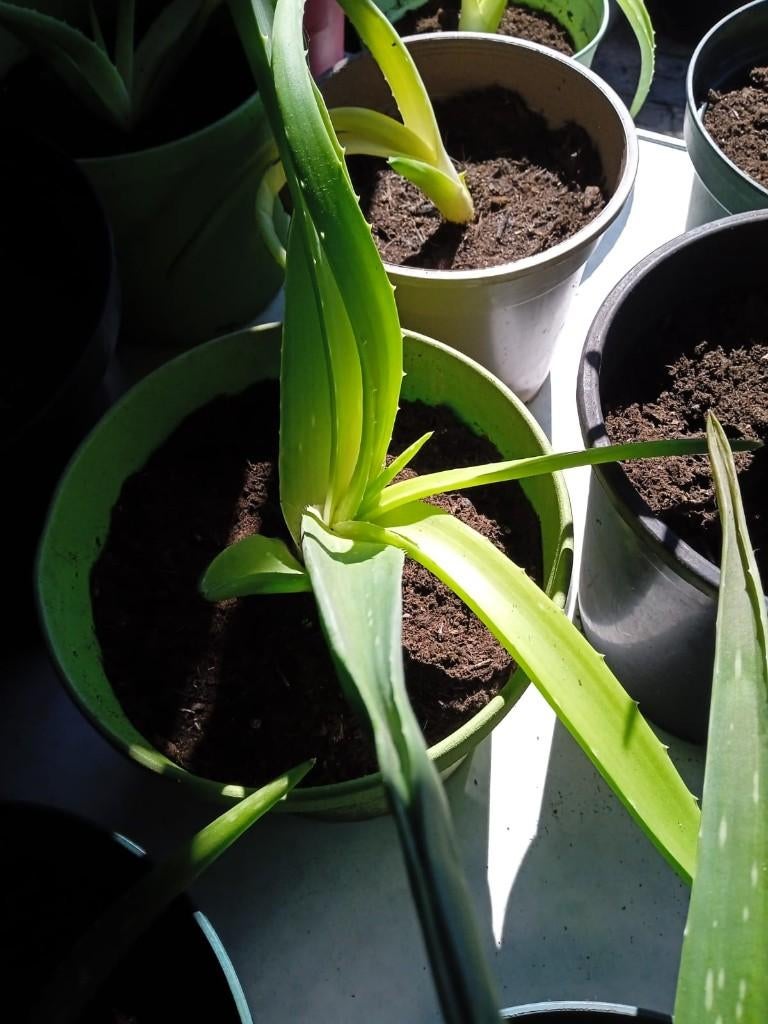 Aloe Vera planten, Tuin en Terras, Ophalen