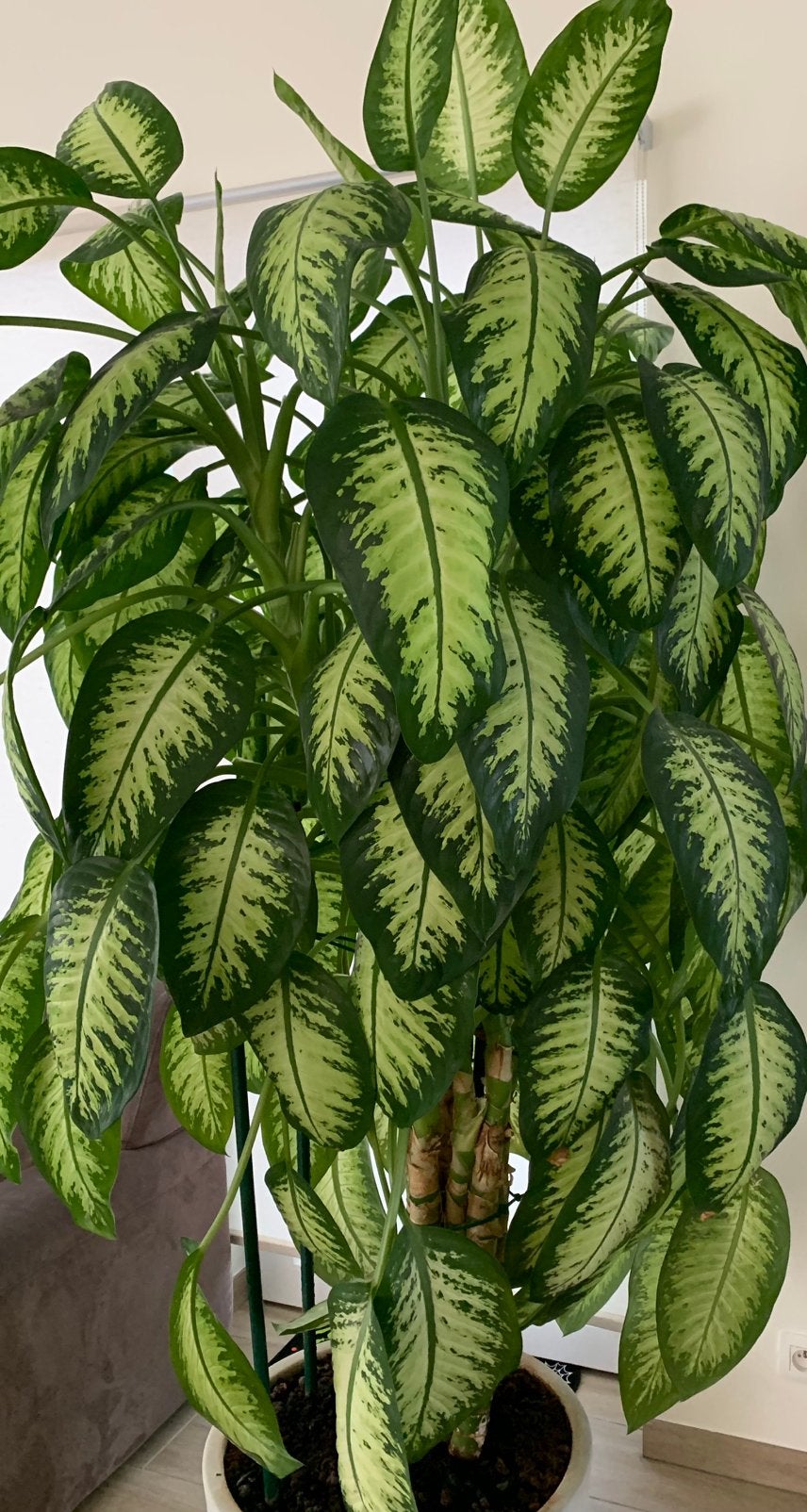 mooie dieffenbachia, Ophalen