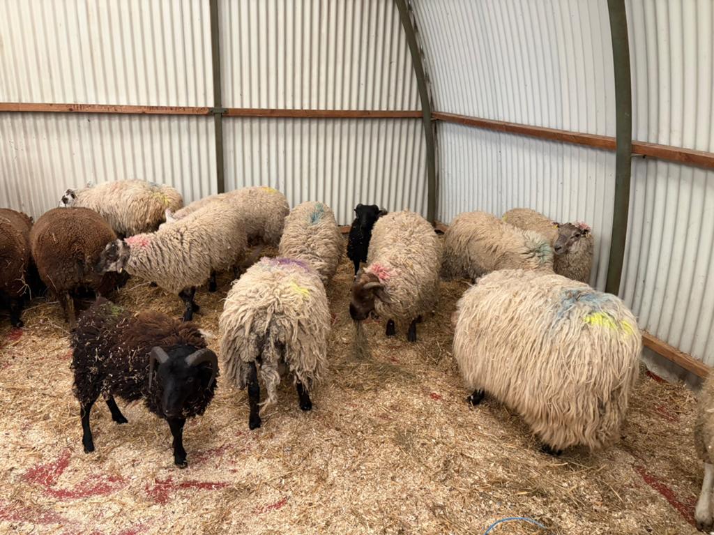Mouton pour la fête, Enlèvement, Autres espèces