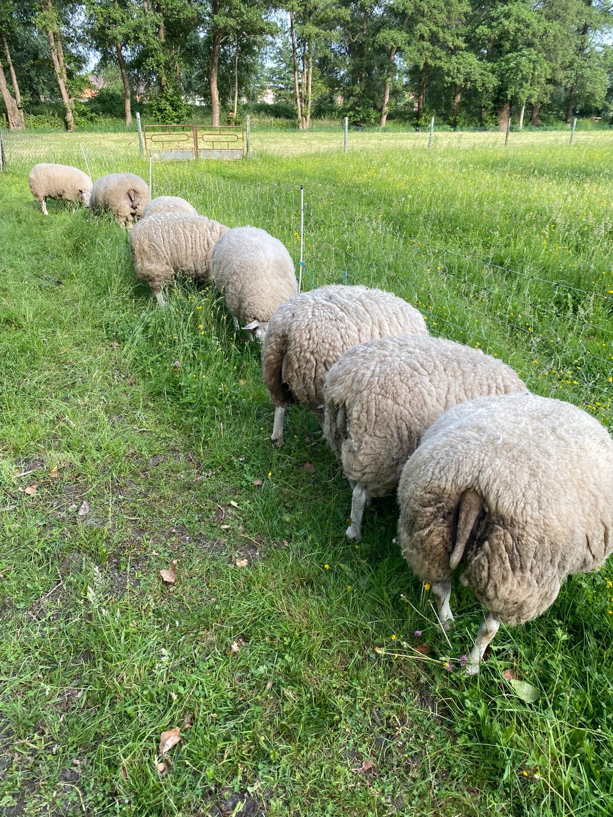 Aangeboden de wol van deze ooien, Schaap