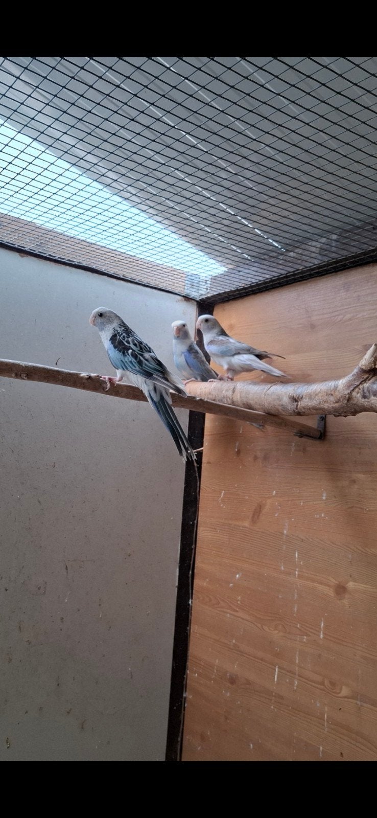 Mutatie rosella's, Dieren en Toebehoren