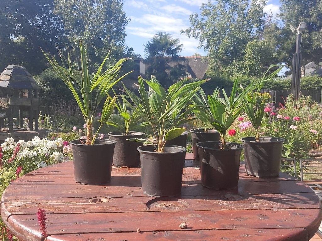 Palmiers Trachycarpus | Pot de 1,5 L | 7,50€ l'unité, Jardin & Terrasse, Enlèvement ou Envoi, En pot, Plein soleil, Été
