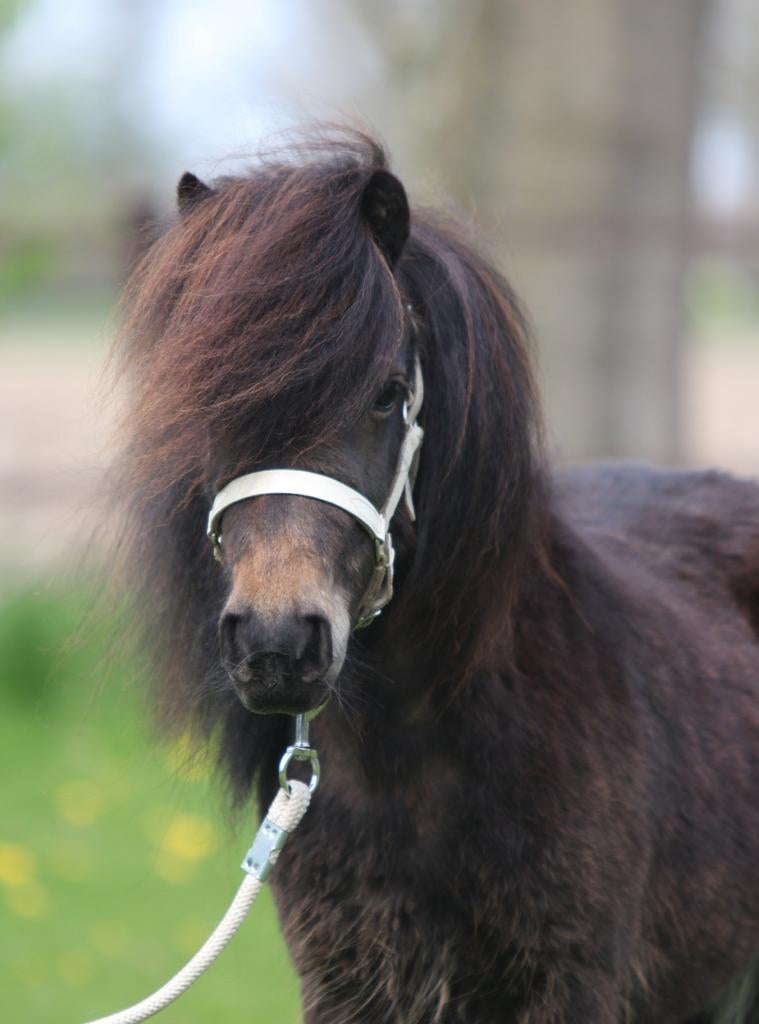 Prachtige shetlander stamboek merrie, Dieren en Toebehoren, Pony's