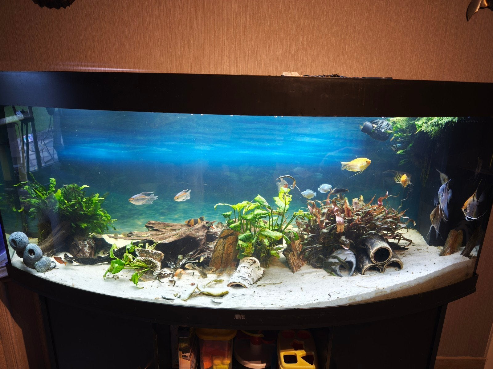Aquarium plus vissen te koop, Dieren en Toebehoren, Ophalen, Pomp, Gevuld zoetwateraquarium, Juwel