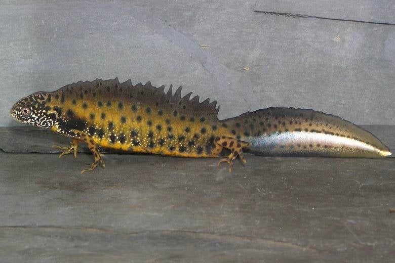 Donau kamsalamander, Animaux & Accessoires, Reptiles & Amphibiens, Amphibien, 0 à 2 ans