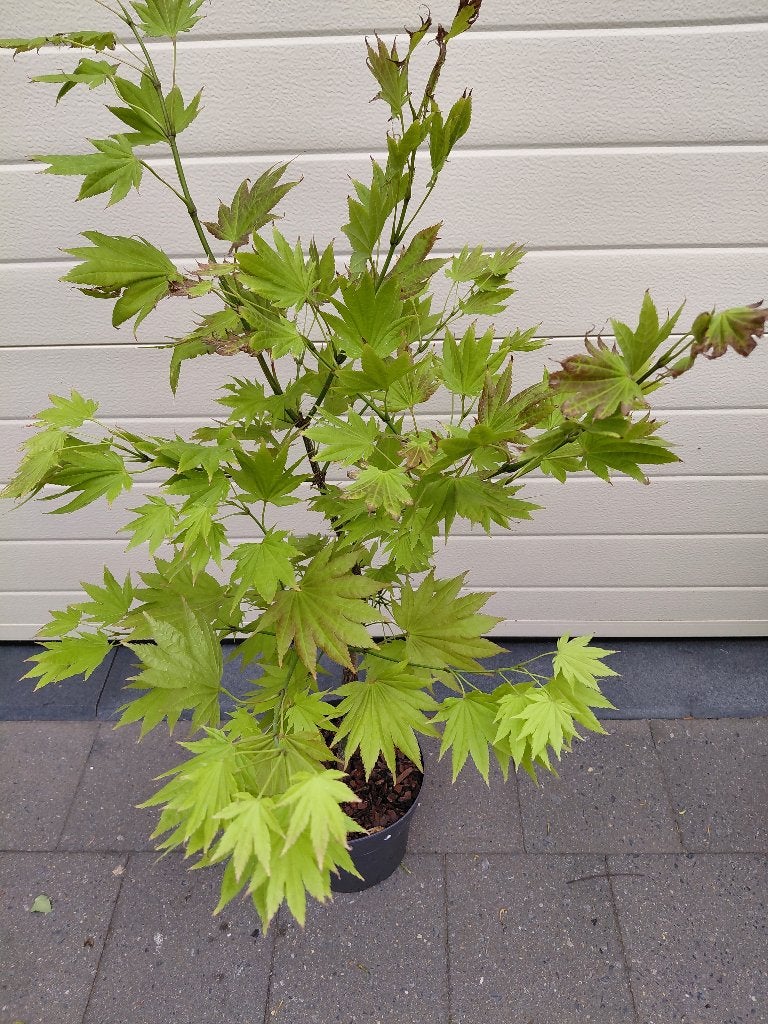 Acer Shirasawanum, Tuin en Terras, Ophalen, Zomer, Halfschaduw