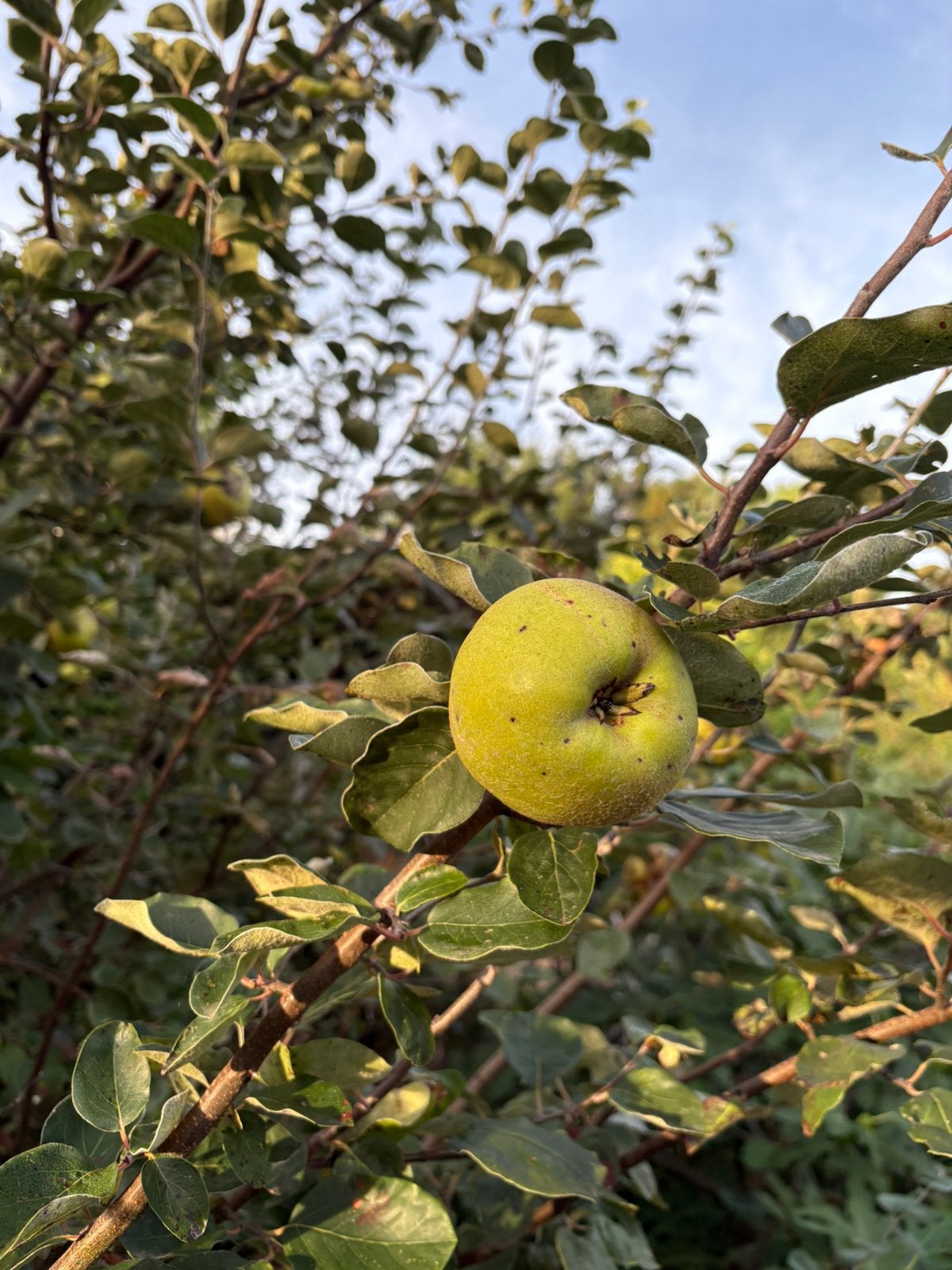 Kweeperen kweepeer vers ongespoten, Divers, Produits alimentaires, Enlèvement