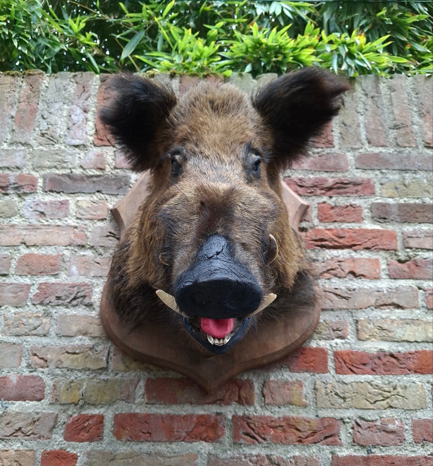 Opgezette kop zwijn taxidermie curiosa schedel gewei jacht, Verzamelen, Dierenverzamelingen, Gewei of Kop, Wild dier, Ophalen