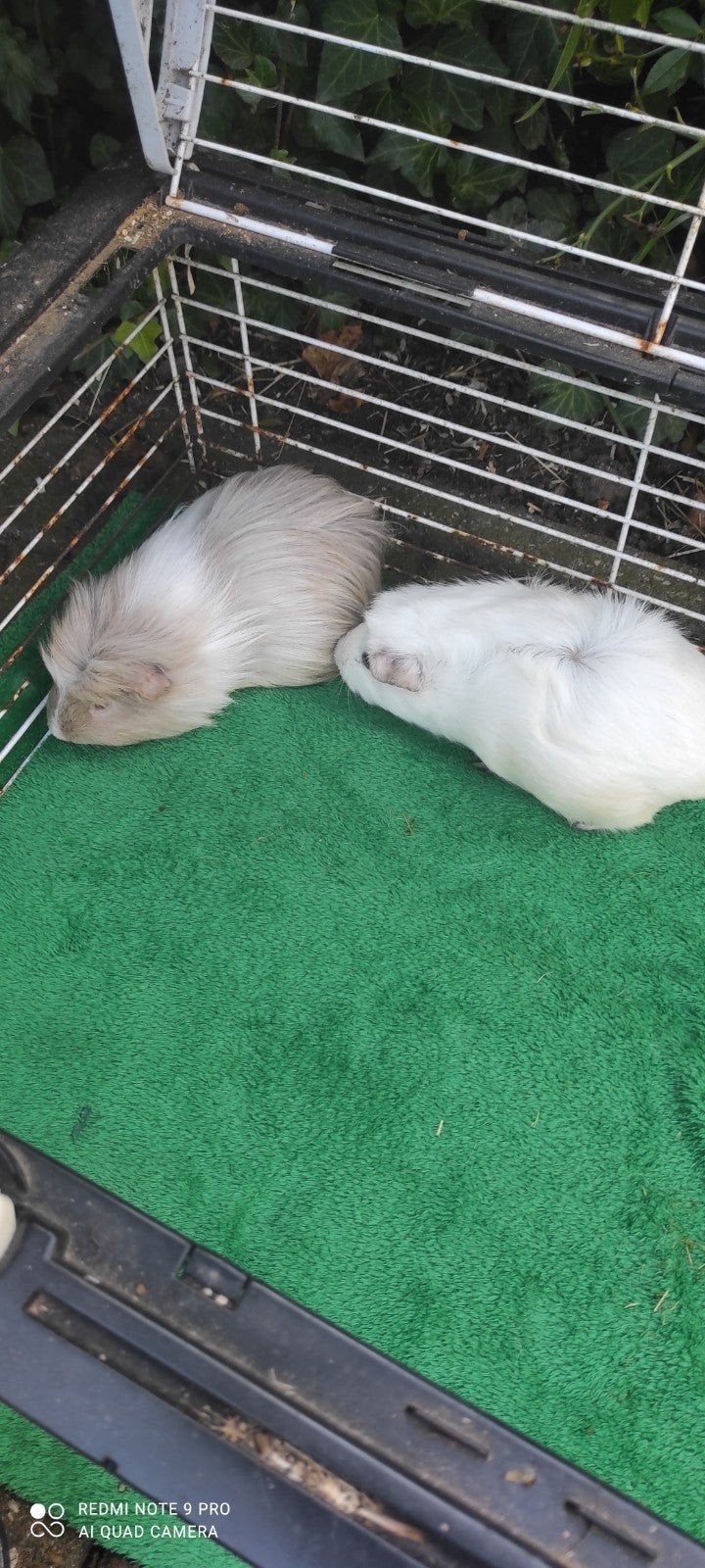 Zwangere zeugjes!, Dieren en Toebehoren, Oktober, Vrouwelijk, Cavia