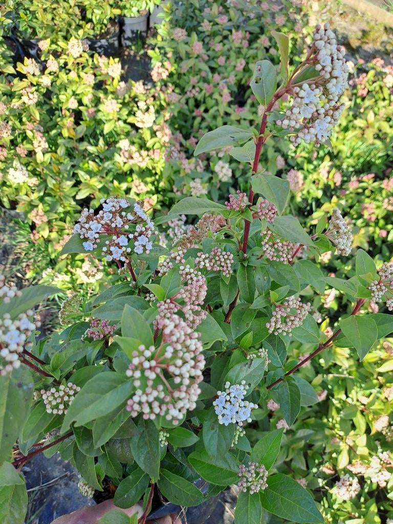 Viburnum Tinus, Ophalen, Winter