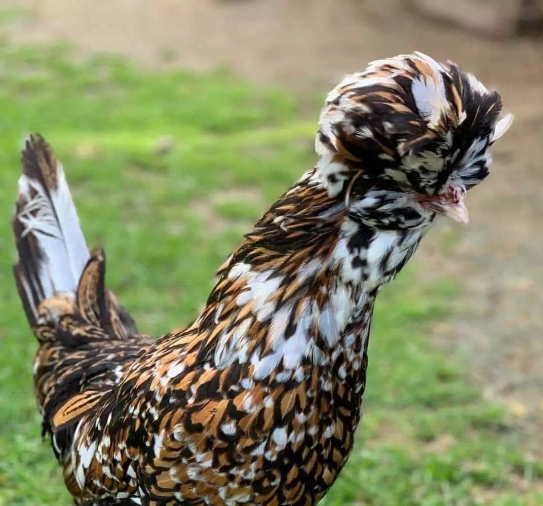 padua's, Dieren en Toebehoren, Pluimvee