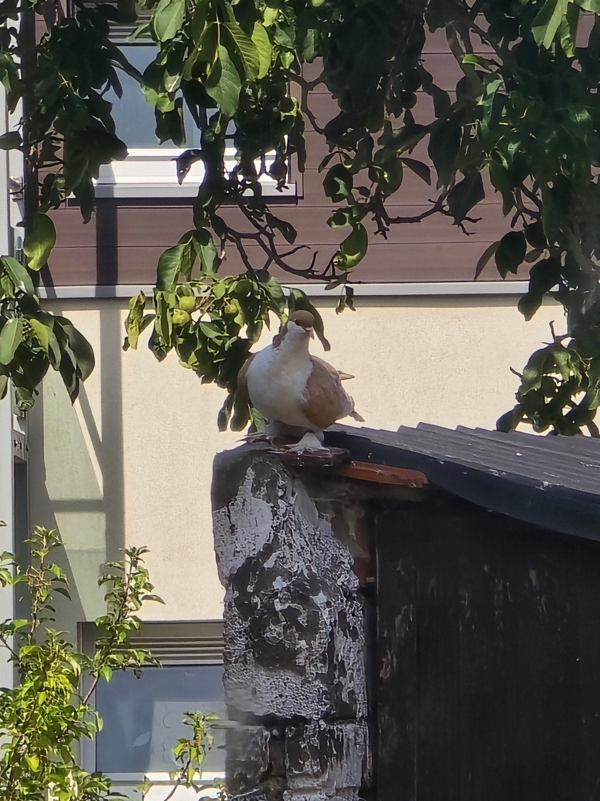 duif, Dieren en Toebehoren, Vogels | Duiven, Vrouwelijk, Overige soorten