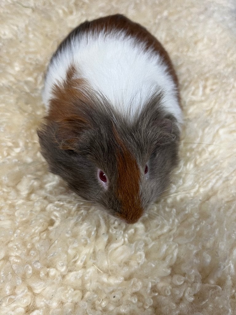 Cavia beertje cheltie, Dieren en Toebehoren, Cavia, Mannelijk, Tam, September