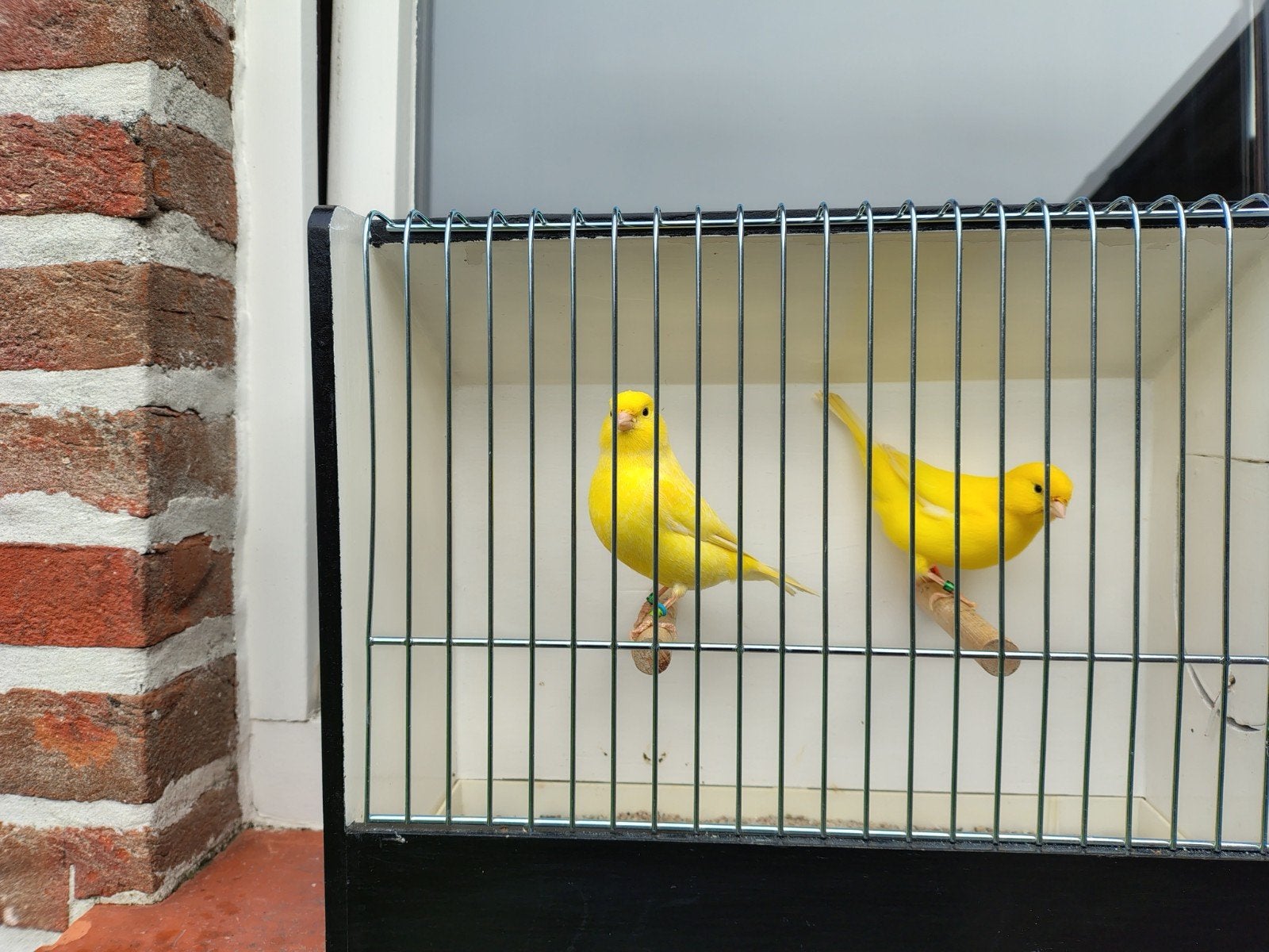 Gele intensieve & Gele schimmel kanaries