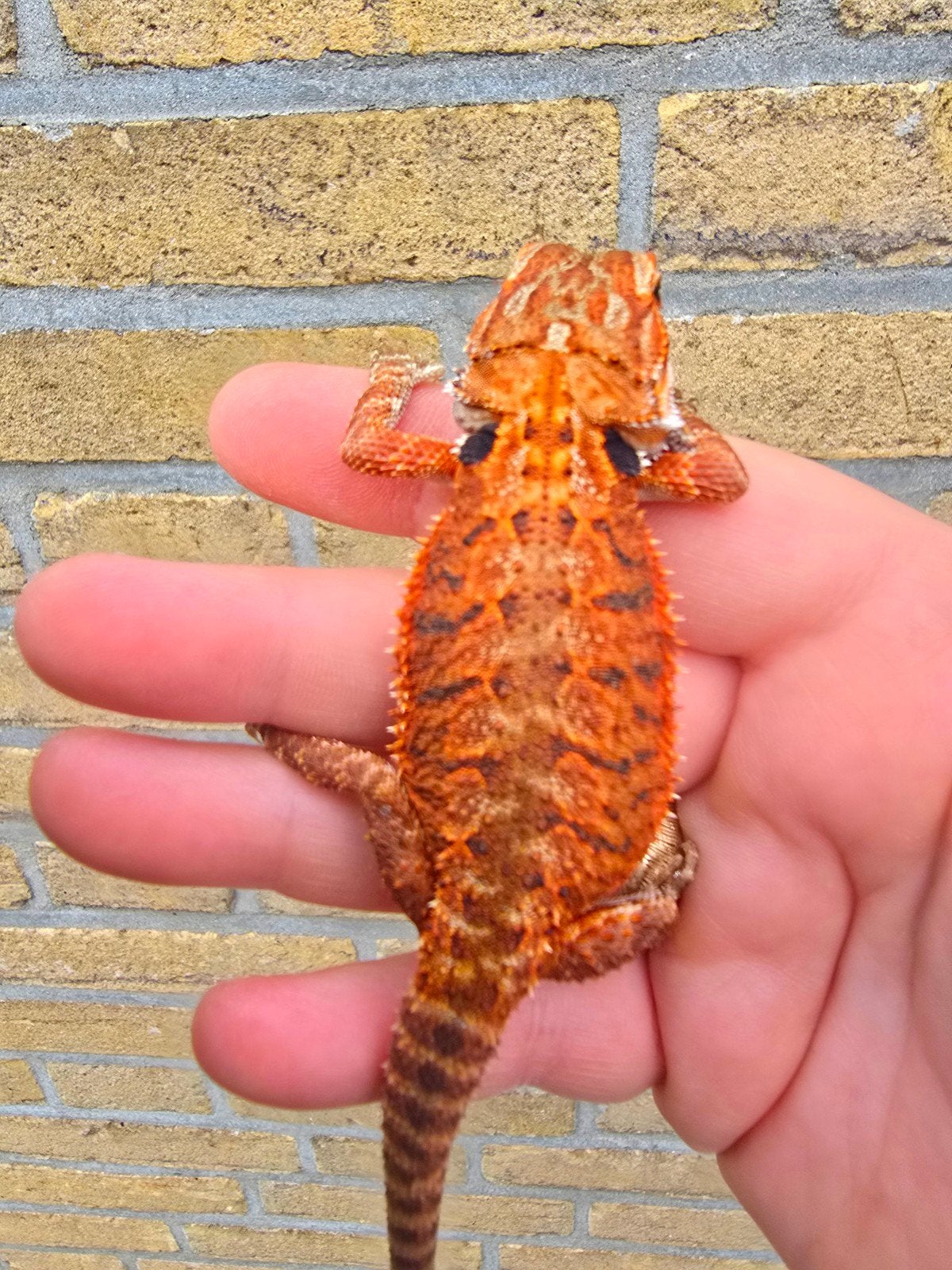 Prachtige 100% Red Monster baardagamen (Pogona vitticeps), Dieren en Toebehoren, Reptielen en Amfibieën, Amfibie
