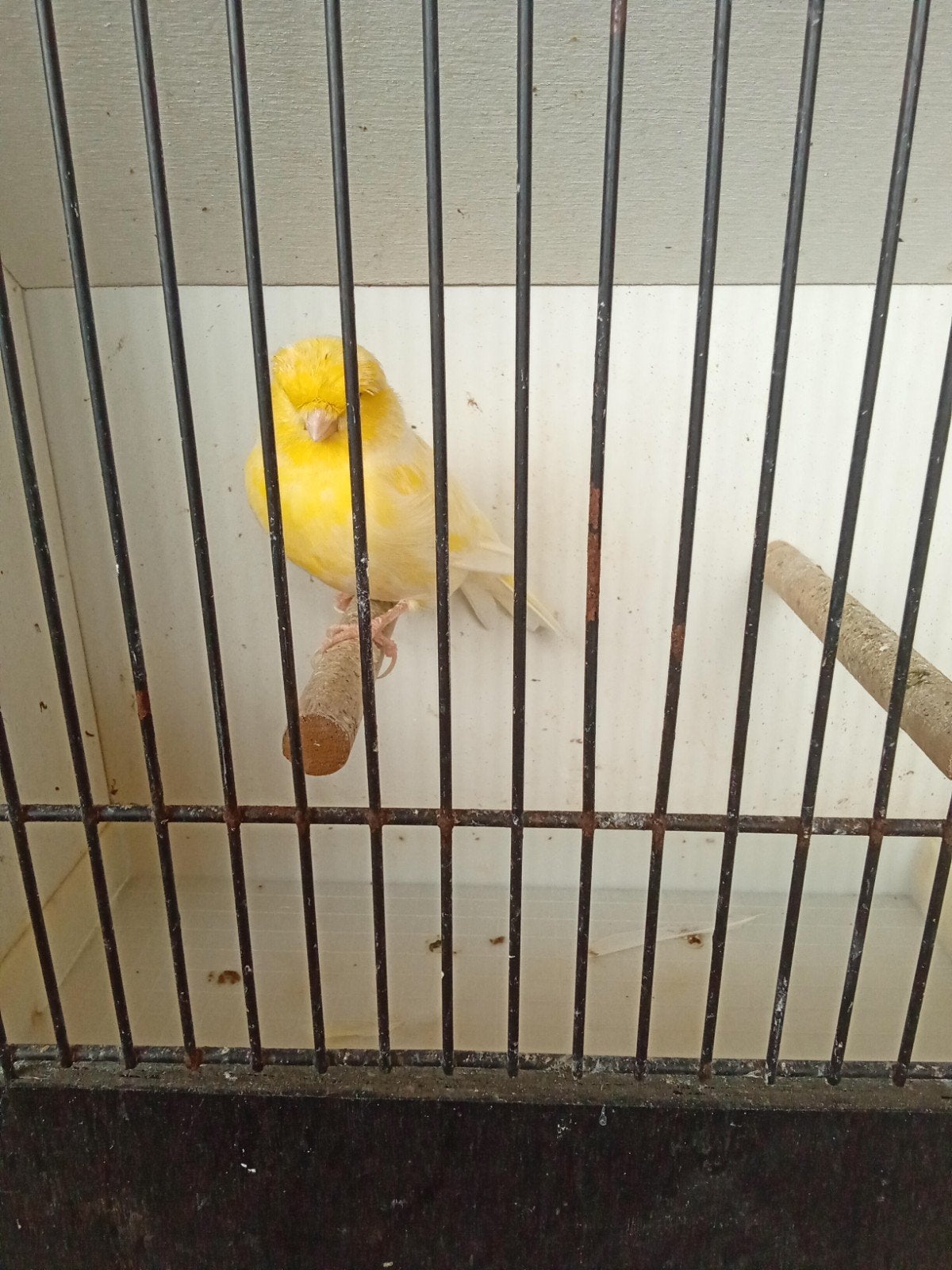 gloster kanarie, Dieren en Toebehoren, Vogels | Kanaries