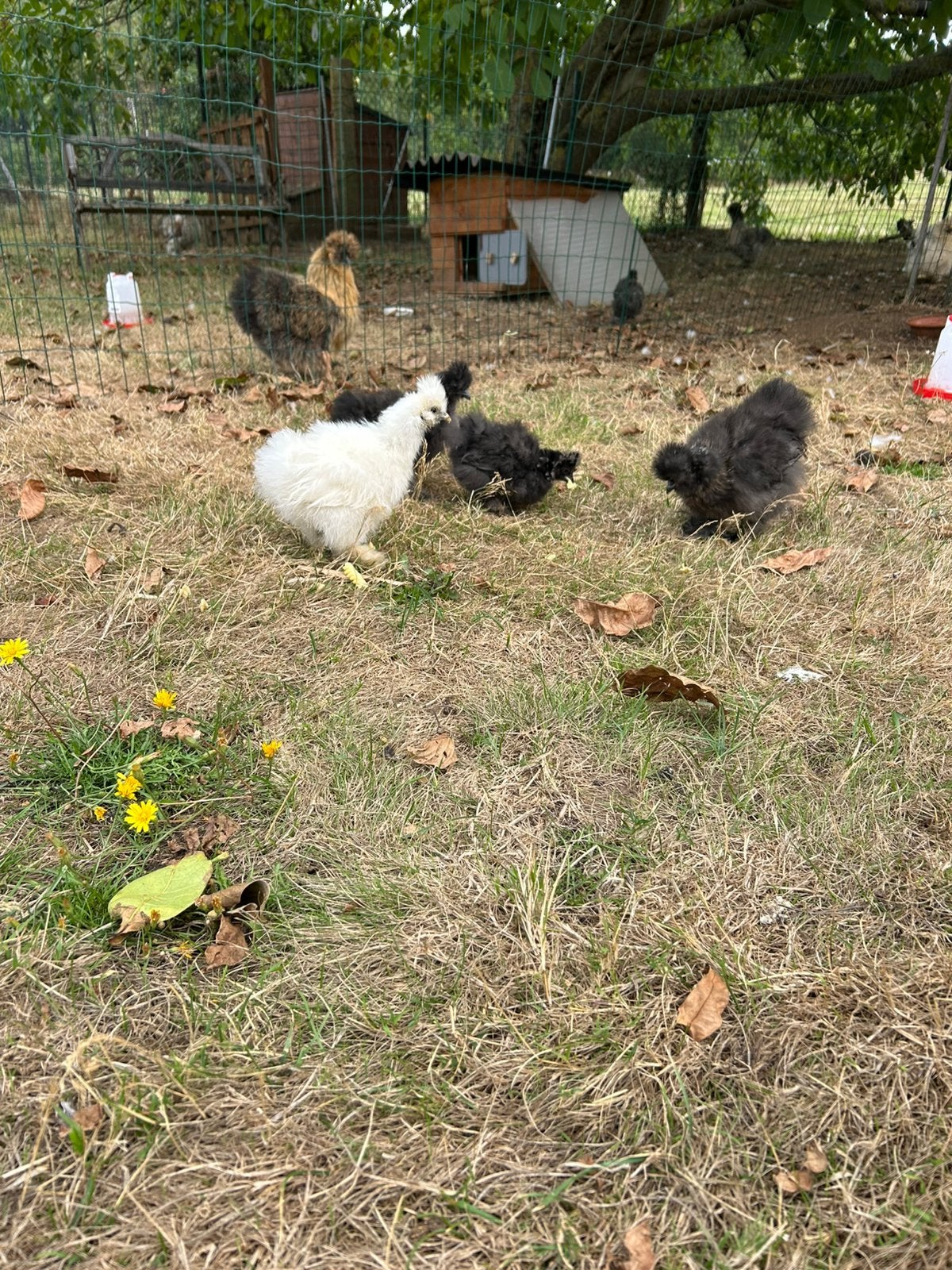 Zijdehoen kuikens, Dieren en Toebehoren, Geslacht onbekend, Kip