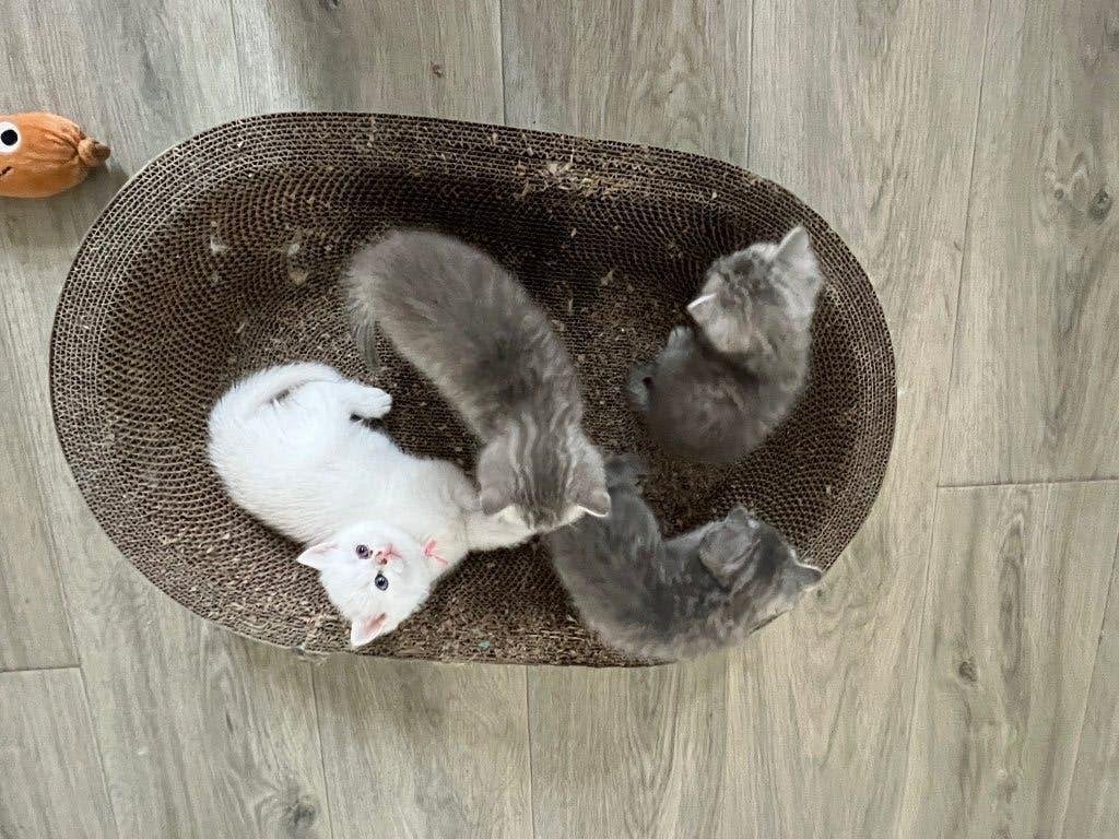 Britse korthaar kittens, Meerdere dieren, Met stamboom, 0 tot 2 jaar
