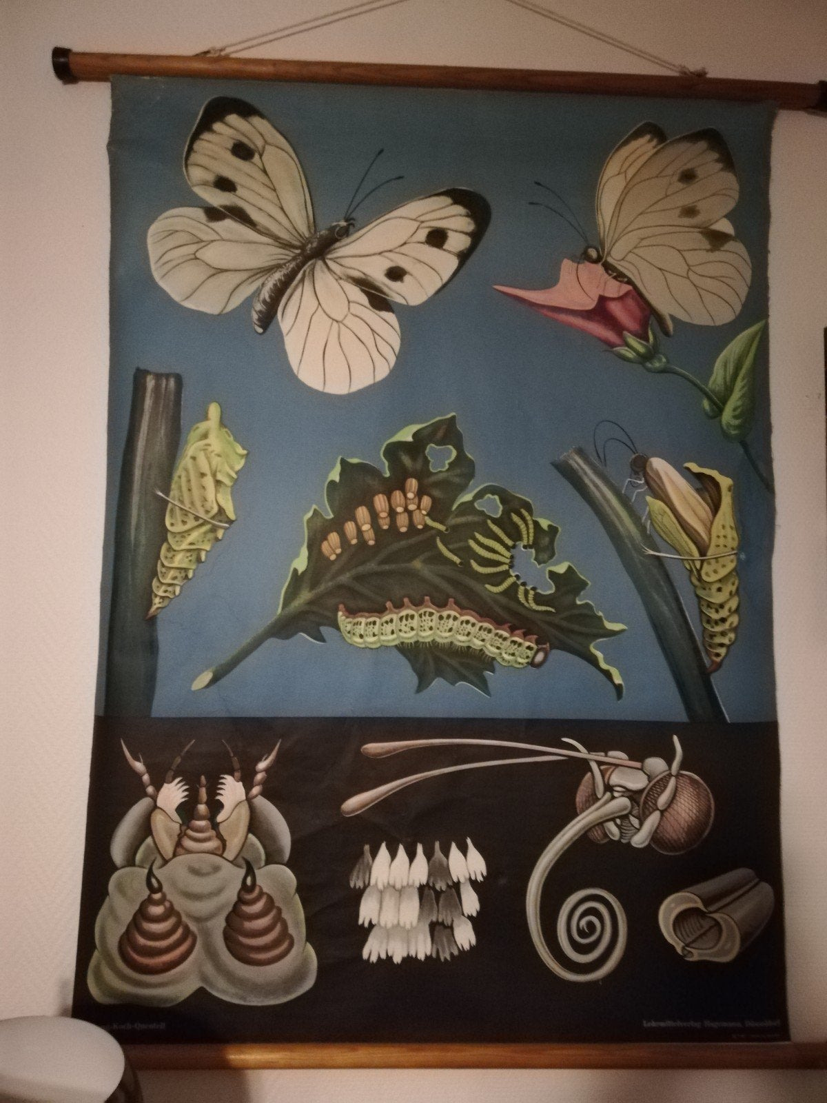 carte scolaire ancienne 1967., Collections, Enlèvement ou Envoi, Rectangulaire vertical, Animal et Nature, Utilisé