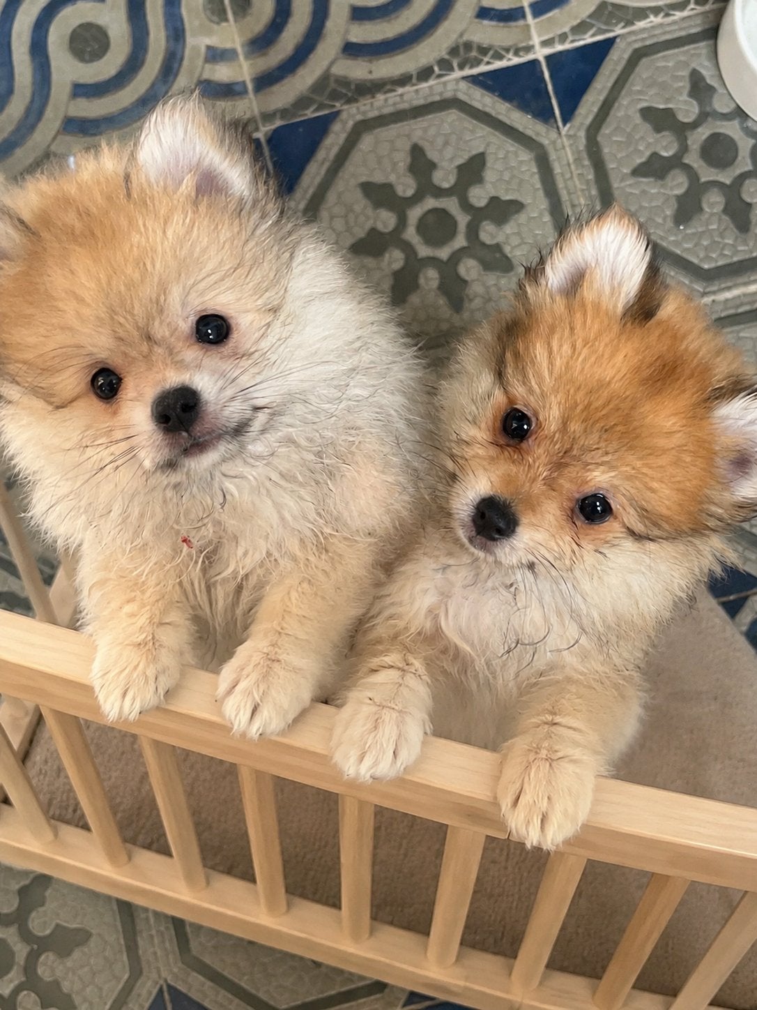 Dwerg Pomeriaan pups  nog 1 reu en teef beschikbaar, Particulier, Autres races, 8 à 15 semaines, Plusieurs