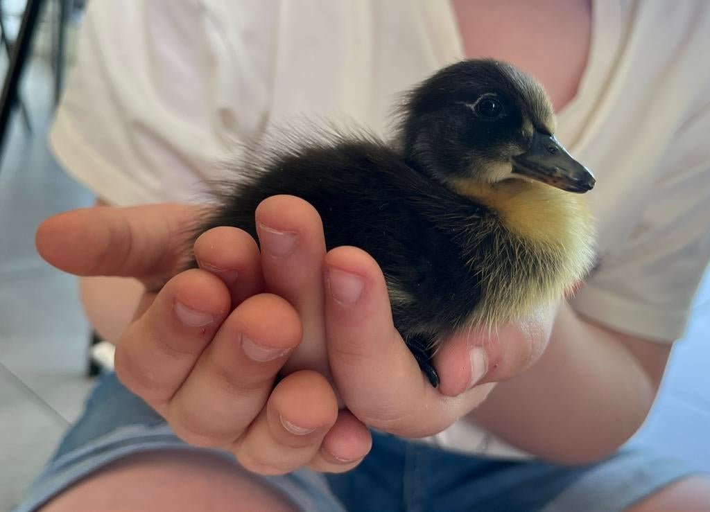 Loopeend kuikentjes, Dieren en Toebehoren