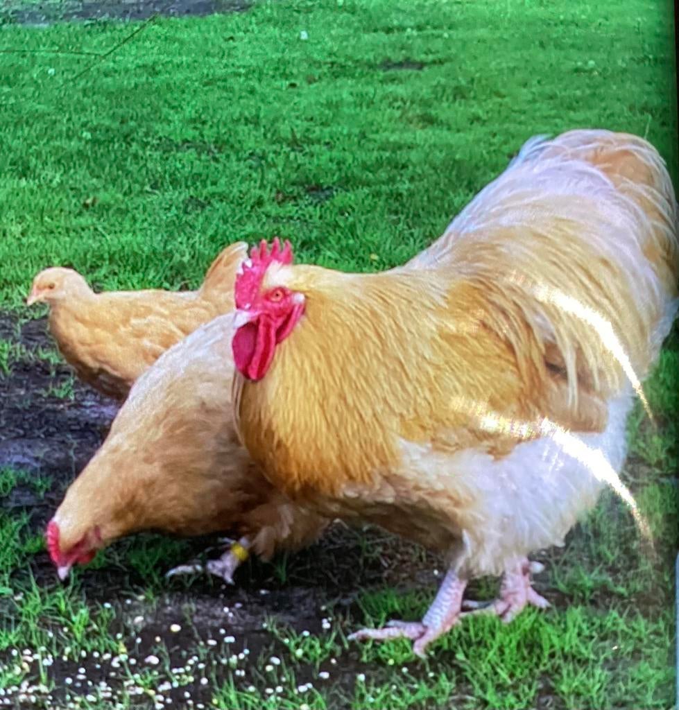 Orpington buff broedeieren, Dieren en Toebehoren, Pluimvee, Geslacht onbekend, Kip