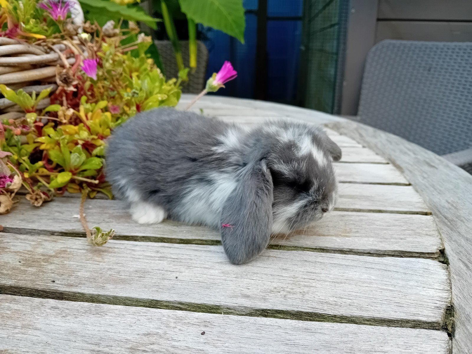 nog 1 frans hangoortje te reserveren, Dieren en Toebehoren, Vrouwelijk, Groot, Hangoor, 0 tot 2 jaar