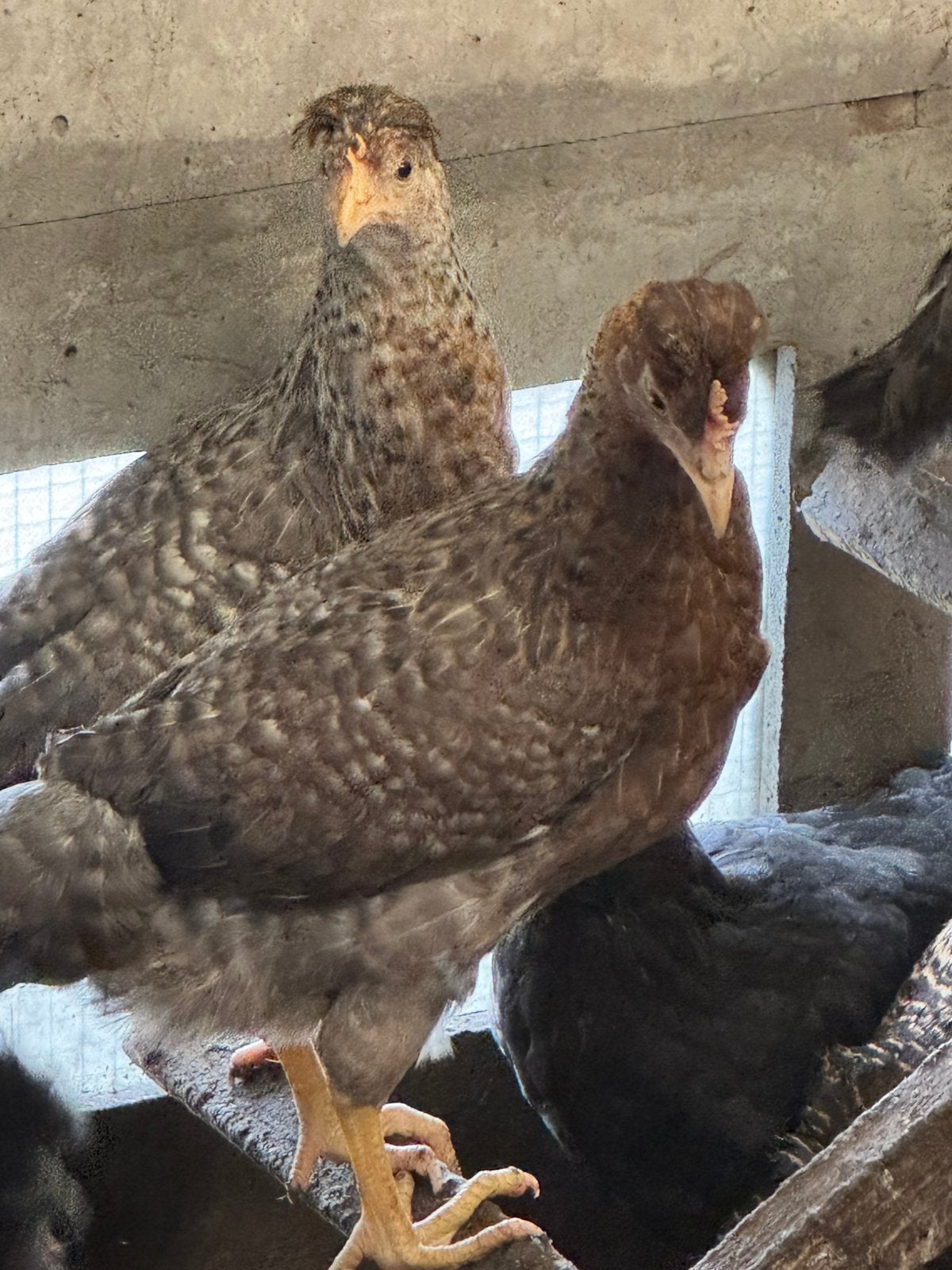 Cream legbar kuikens