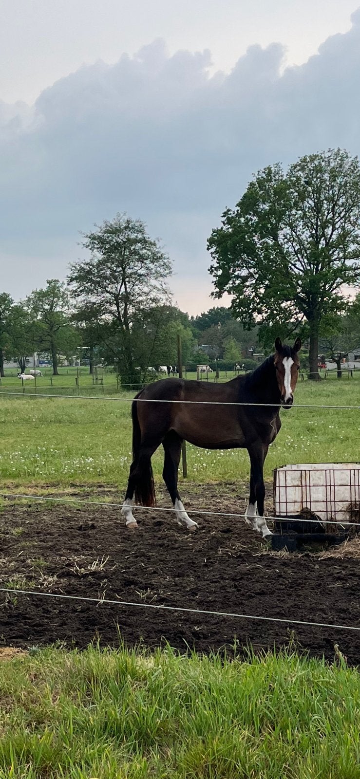 3 jarige merrie te koop, Merrie, Springpaard, Minder dan 160 cm, Met stamboom
