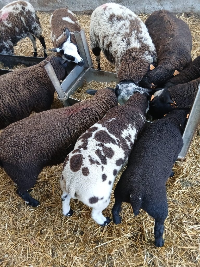 schapen, Dieren en Toebehoren, Schapen, Geiten en Varkens
