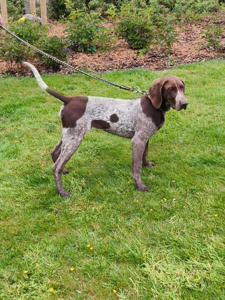 2 super mooie duitse staande teefjes met stamboom, Dieren en Toebehoren, Honden | Setters en Staande honden, Teef, Duitse Staande hond