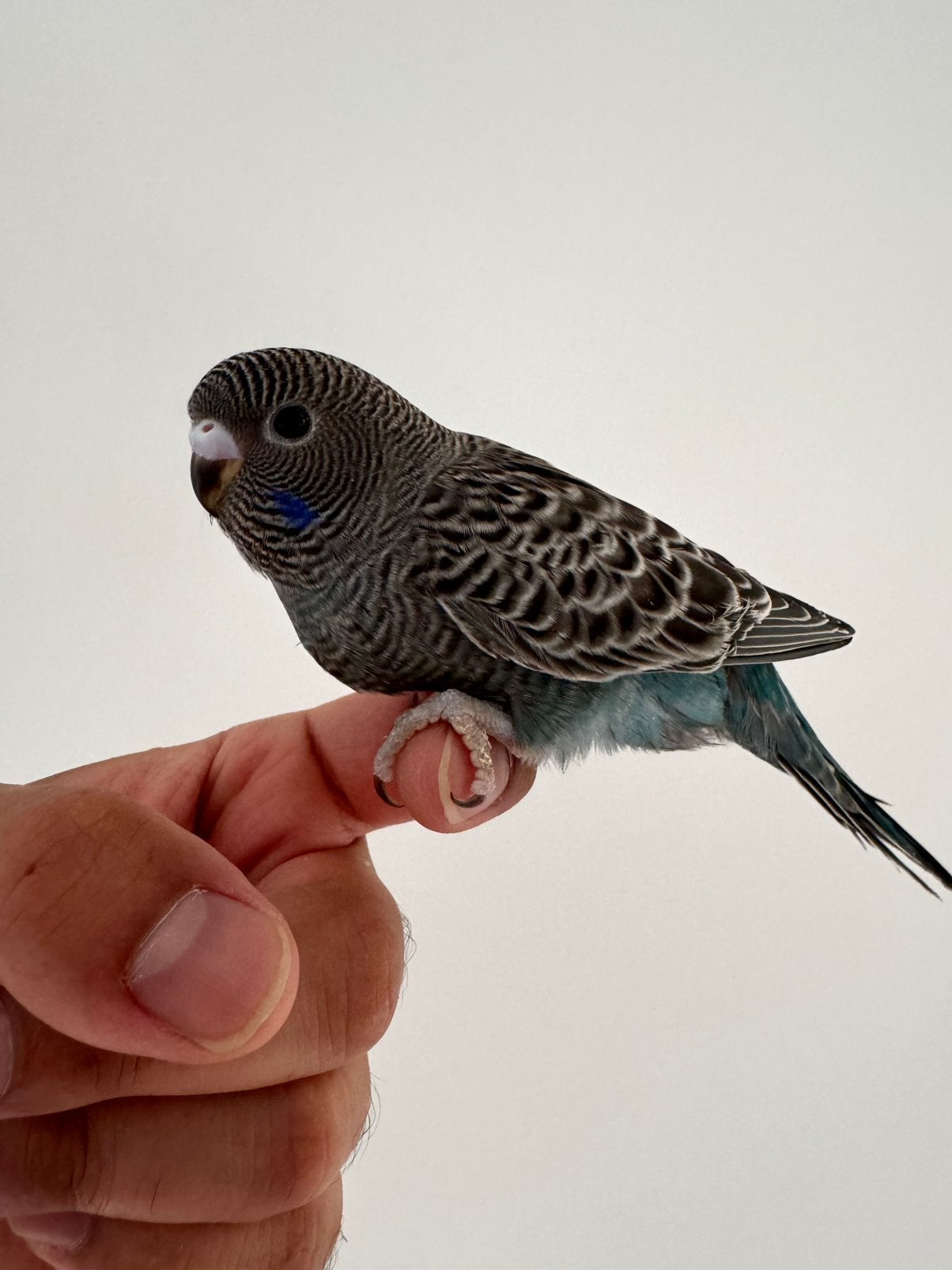 Grasparkiet bf split melanistic bfbw, Dieren en Toebehoren