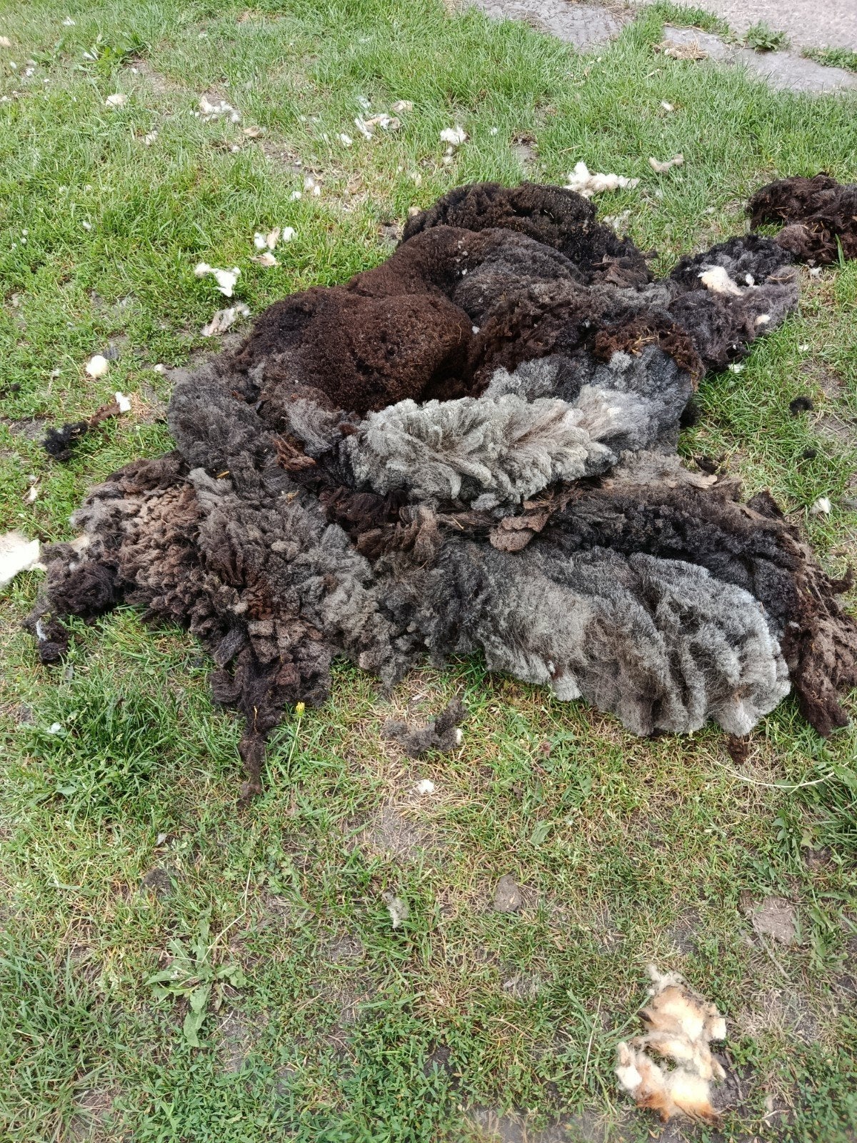 Gratis schaapwol, Dieren en Toebehoren