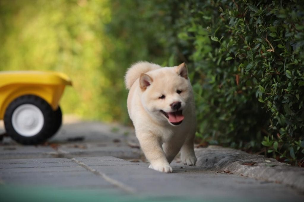 Creme kleurige Shiba INu pups, Parvo, België, Reu, 8 tot 15 weken