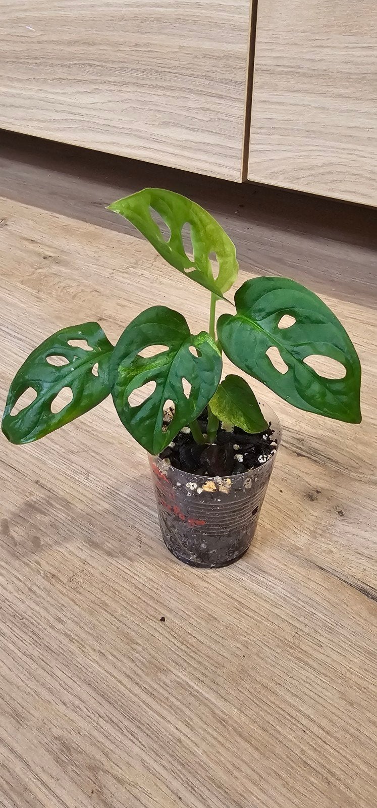Monstera adansonii-archipel, Huis en Inrichting, Kamerplanten, Overige soorten, In pot, Minder dan 100 cm, Groene kamerplant