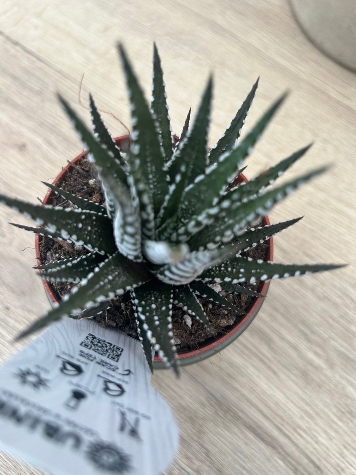 Leuke zebra cactus + potje, Ophalen, Minder dan 100 cm, Groene kamerplant, In pot