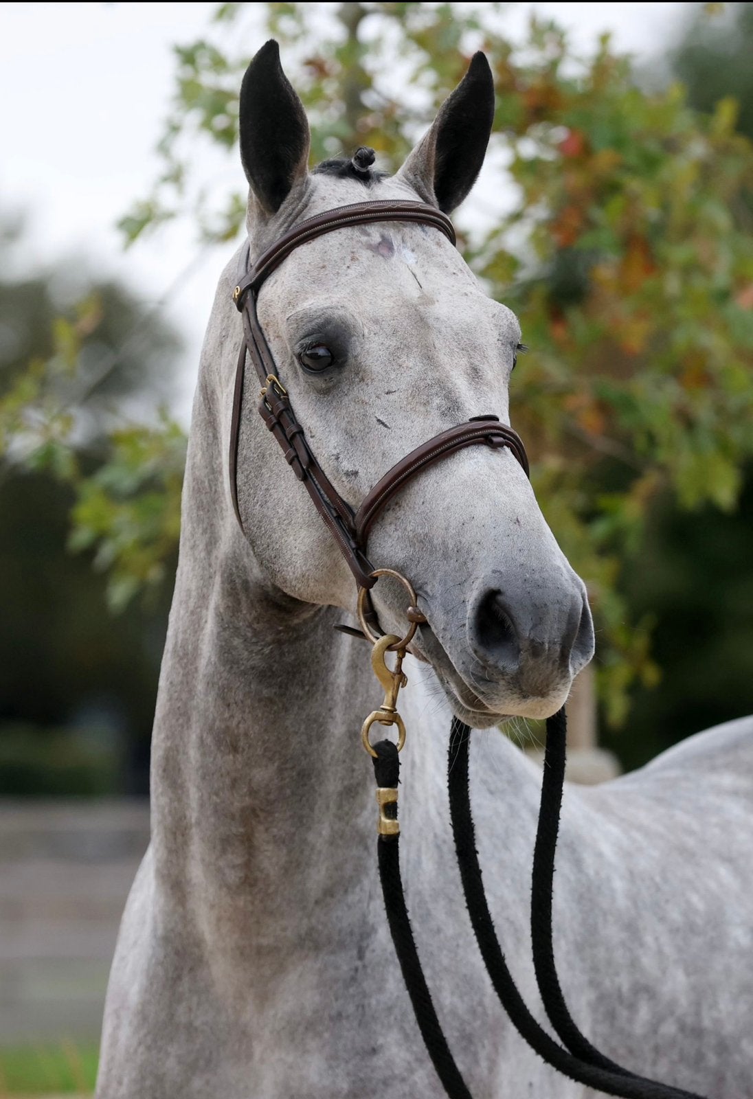 5 jarig springpaard van Cabrio vd heffinck, Zadelmak, Springpaard