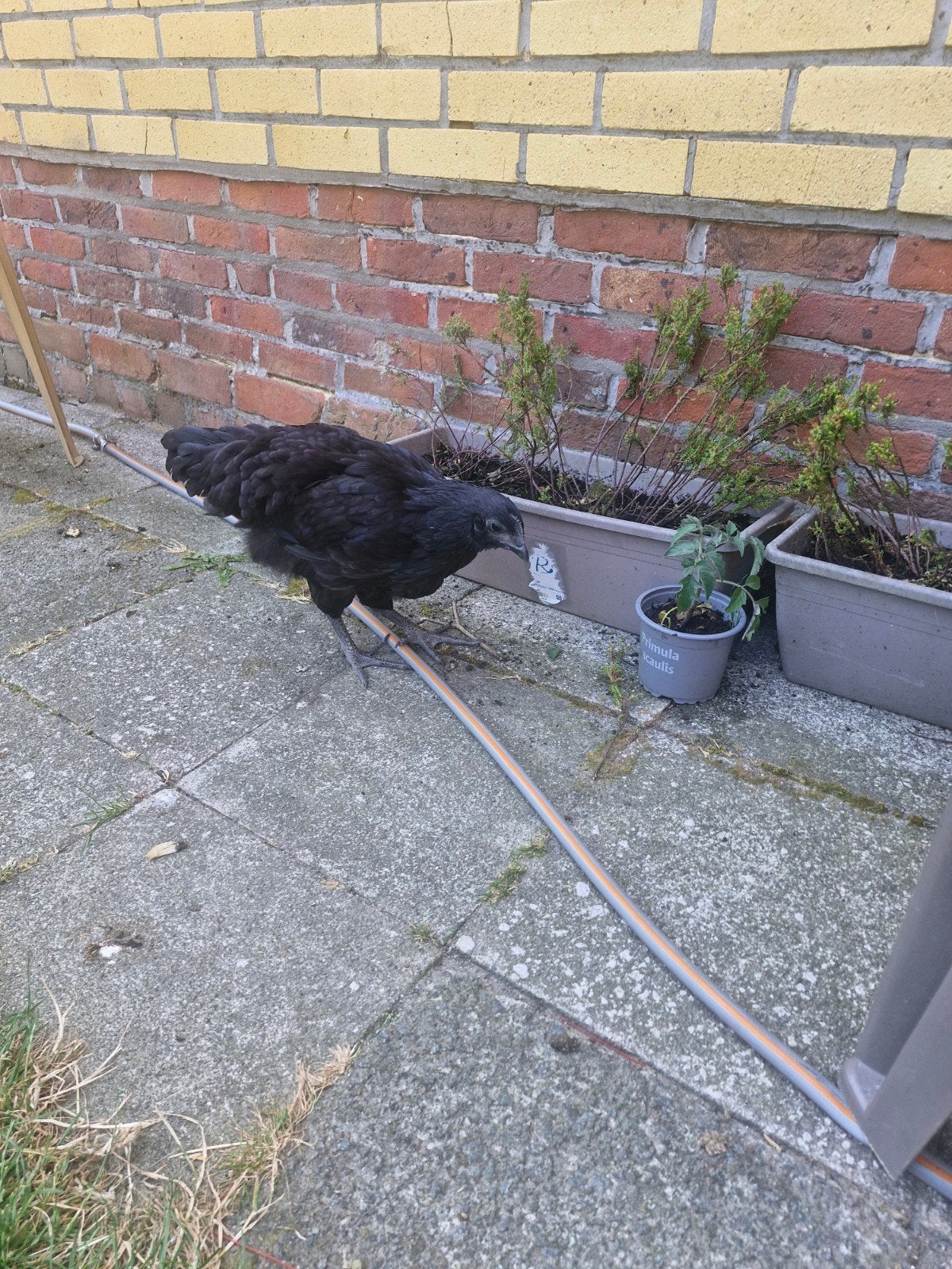 coq et poules Ayam Cemani (4 mois), Animaux & Accessoires, Volatiles | Accessoires