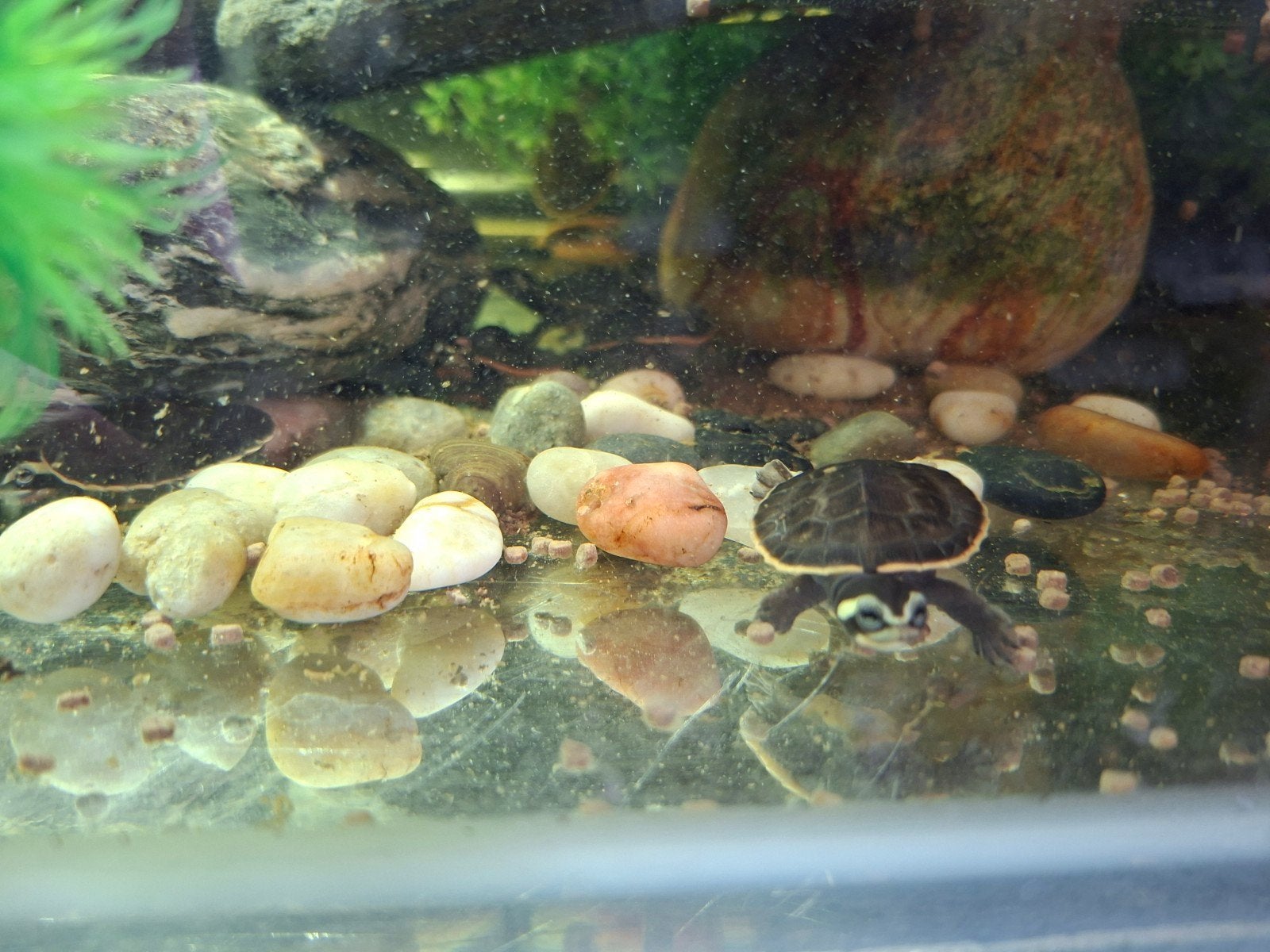 te koop emydura subglobonsa nakweek