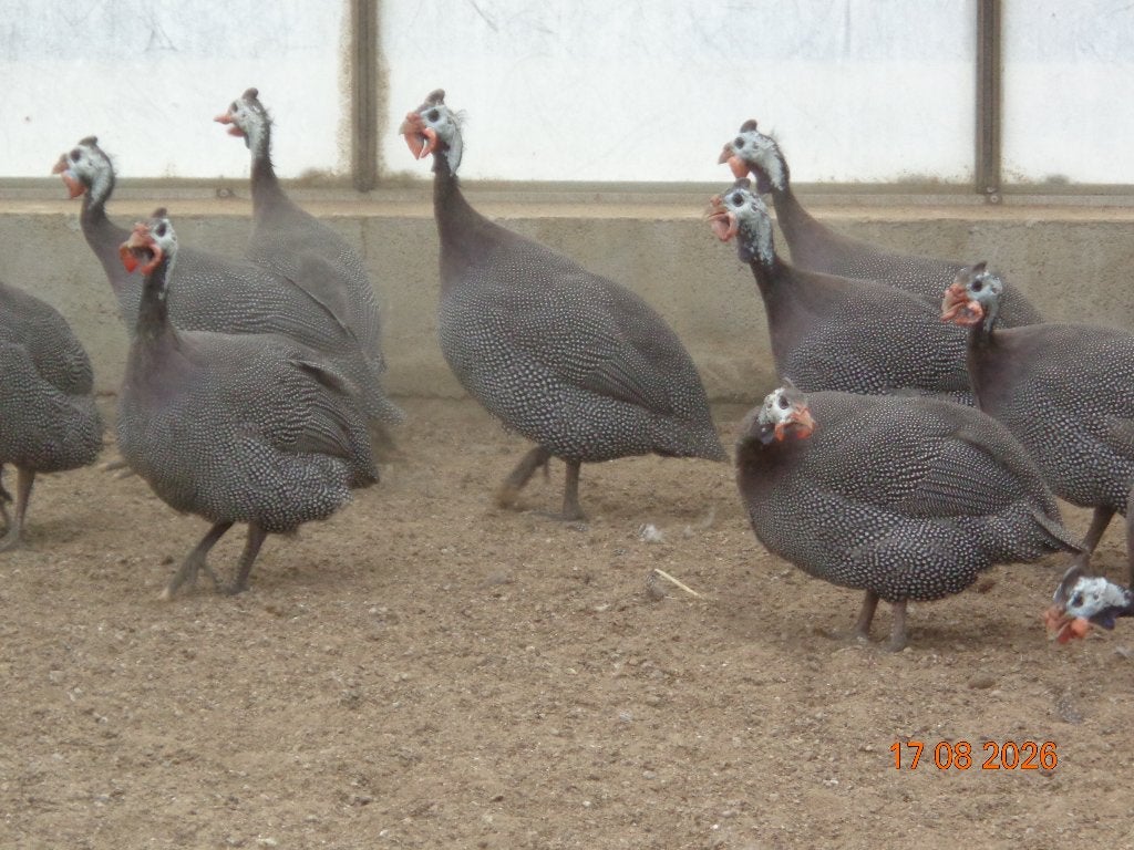 parelhoen, Animaux & Accessoires, Plusieurs animaux, Autres espèces
