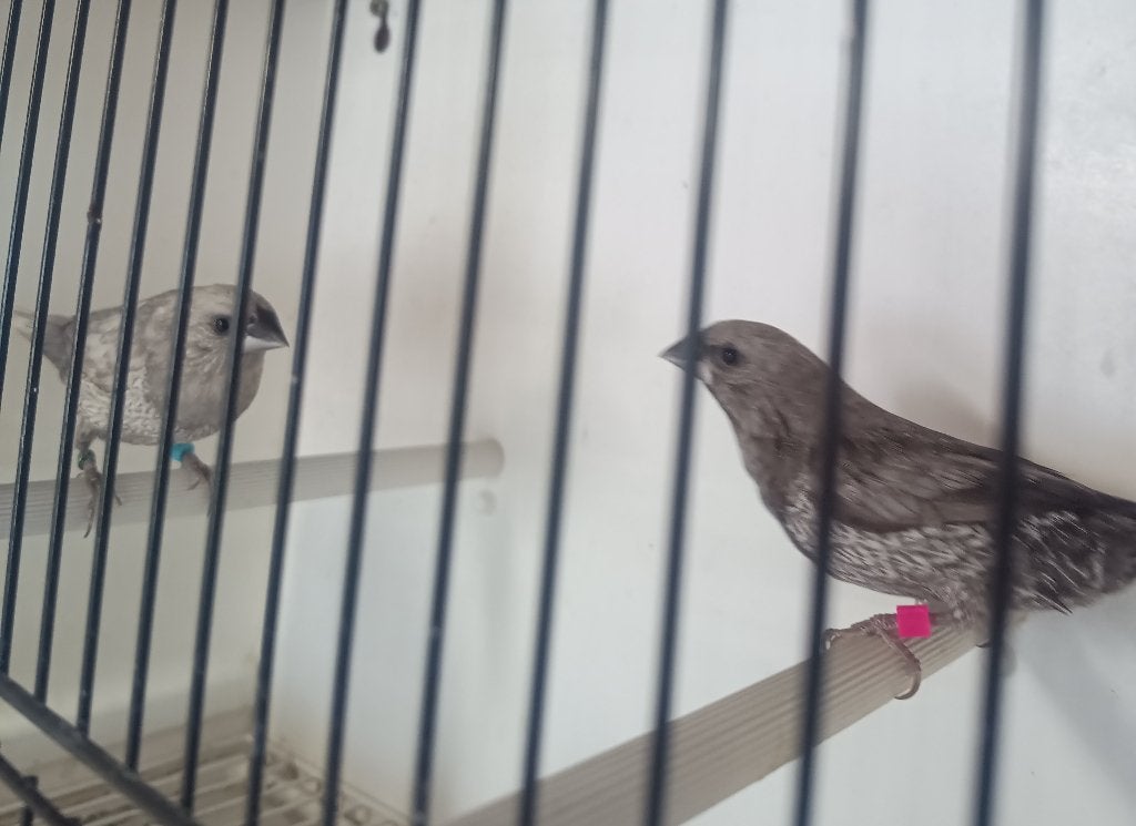 koppel grijs geparelde japanse meeuw, Animaux & Accessoires, Oiseaux | Oiseaux Autre, Oiseau tropical, Plusieurs animaux, Domestique