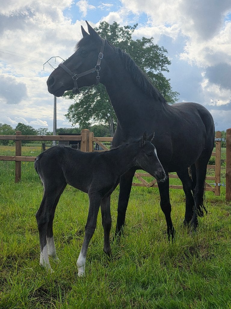 Opgroeiplek aangeboden voor hengstveulen, Dieren en Toebehoren, Stalling en Weidegang, Opfok, Stalling, Weidegang, 1 paard of pony