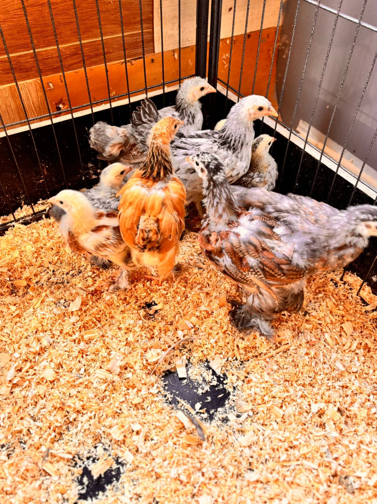 brahma groothoenders kuikens/kippen